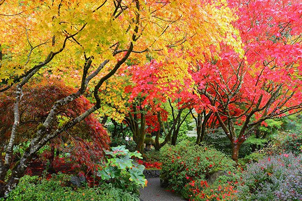 باغ سانکن | باغ گل بوچارت کانادا در پاییز و زمستان | مناطق گردشگری کانادا