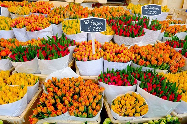 بازار گل (Flower Market) | جاذبه های گردشگری هلند | راهنمای گردشگری اروپا